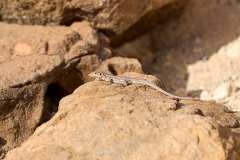 2026-02-23-Abades-032