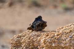 2026-02-23-Abades-033