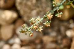 2026-02-23-Abades-Macro-001