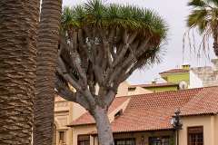 2026-02-25-Puerta-de-la-Cruz-021