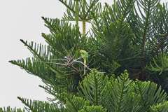 2026-02-25-Puerta-de-la-Cruz-027