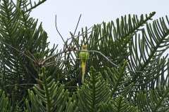 2026-02-25-Puerta-de-la-Cruz-031