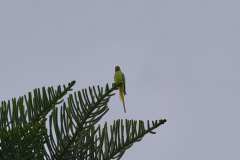 2026-02-25-Puerta-de-la-Cruz-032