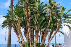 2026-02-25-Puerta-de-la-Cruz-065