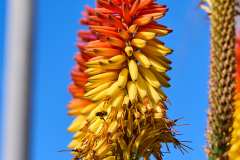 2026-02-25-Puerta-de-la-Cruz-069