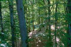 2026-06-25-Baumwipfelpfad-Ruegen-007
