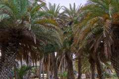 2026-10-12-Vai-Palm-Forrest-and-Beach-001