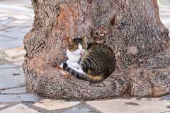 2026-10-13-Ierapetra-013