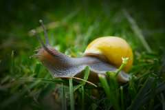2017-05-07-Yellow-Snail