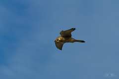 2018-08-03-Lizard-Point-10-Falcon