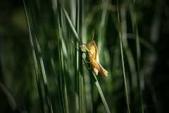 2020-06-23-Grasshopper-01