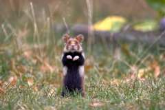 2022-08-20-Hamster-04-Meidlinger-Friedhof