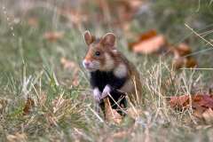 2022-08-20-Hamster-44-Meidlinger-Friedhof