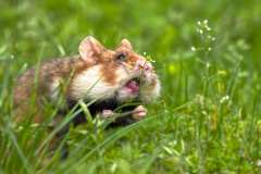 2023-05-24-Hamster-07