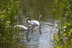 2023-05-31-Donau-04