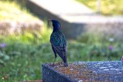 2023-06-26-Meindlinger-Friedhof-01