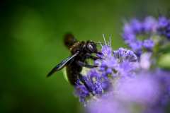2023-09-18-Macro-Shots-01