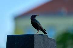 2024-04-07-Meidlinger-Friedhof-48