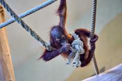 2024-04-21-Zoo-Vienna-13