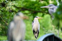 2024-04-21-Zoo-Vienna-36