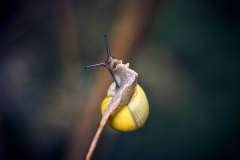 2024-05-03-Kletternde-Schnecke-05-1