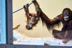 2024-07-14-Zoo-Schoenbrunn-12