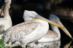 2024-08-09-Schoenbrunn-31