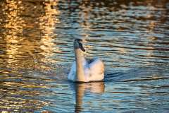 2024-12-29-Neufeldersee-14