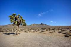 2022-04-09-LA-DV-01-Joshua-Tree